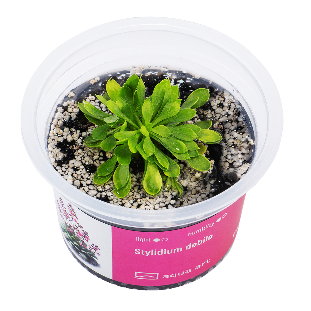 X4900 Stylidium debile - top.jpg